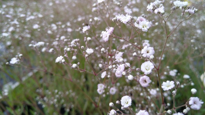 Gypsophila paniculata 'Festival White' Morsiusharso